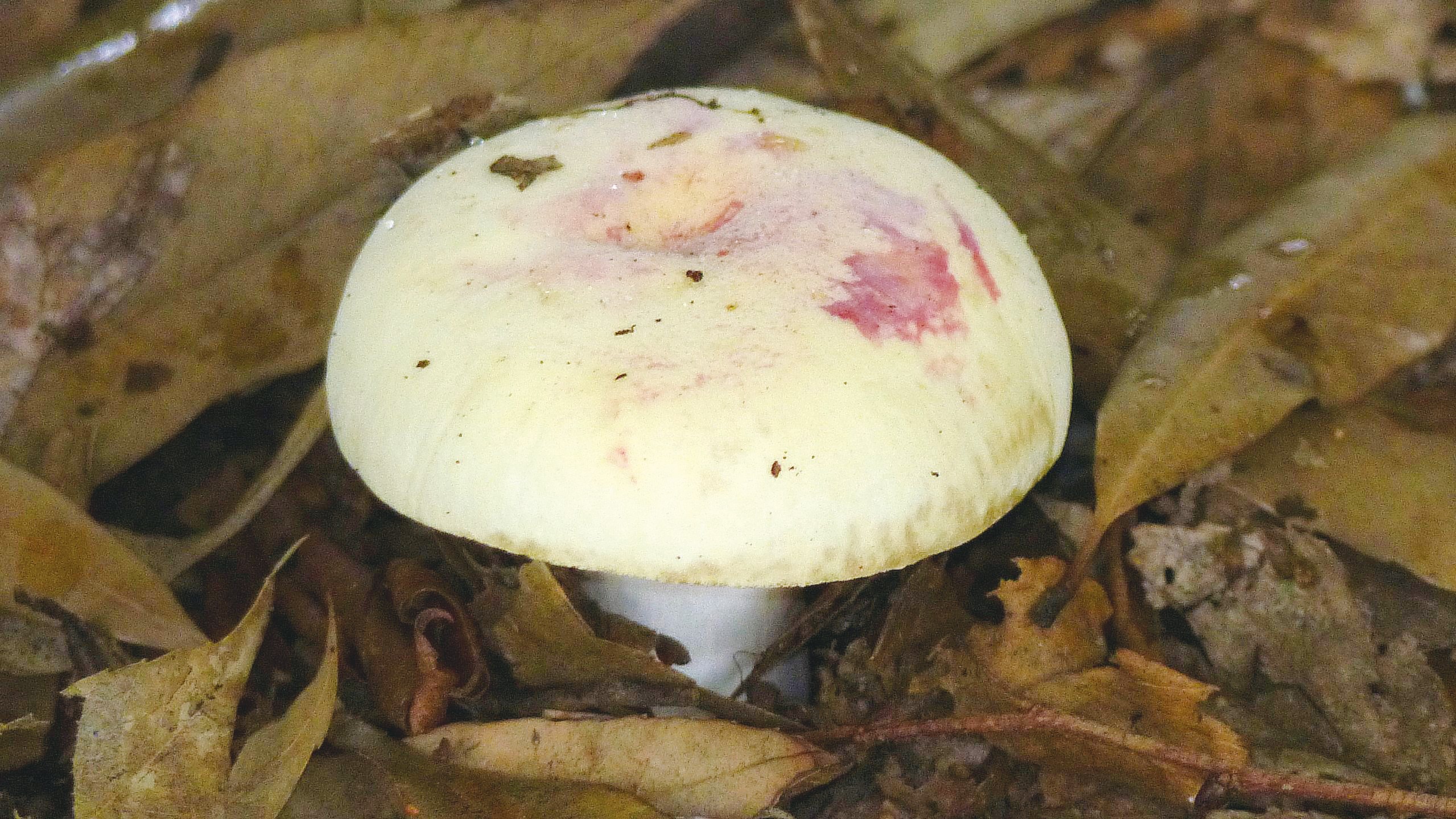 井の頭公園の生き物たち｜第30回「きのこ（菌類）」