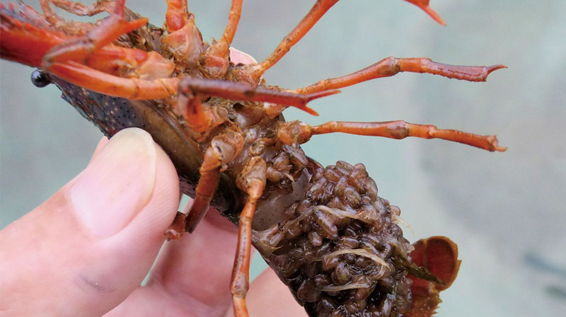 井の頭公園の生き物たち｜第17回「アメリカザリガニ」