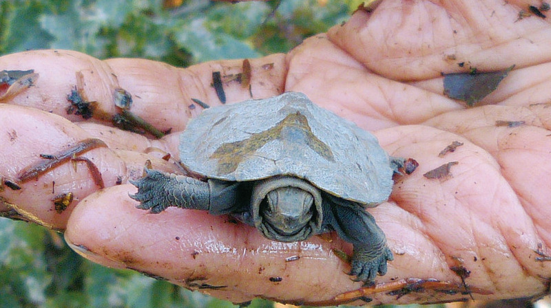 井の頭公園の生き物たち｜第15回「ニホンイシガメ」