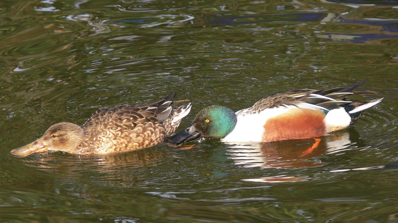 井の頭公園の生き物たち｜第32回「ハシビロカモ」