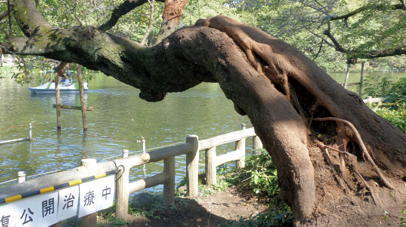 井の頭公園の生き物たち｜第7回「ソメイヨシノ」