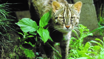 井の頭自然文化園の動物たちと飼育員｜その2「ツシマヤマネコと佐々木真一さん」