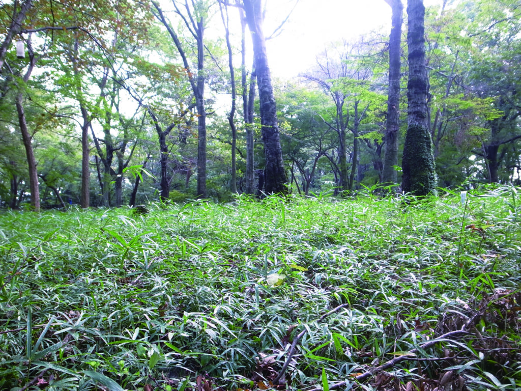 私と井の頭公園　その1