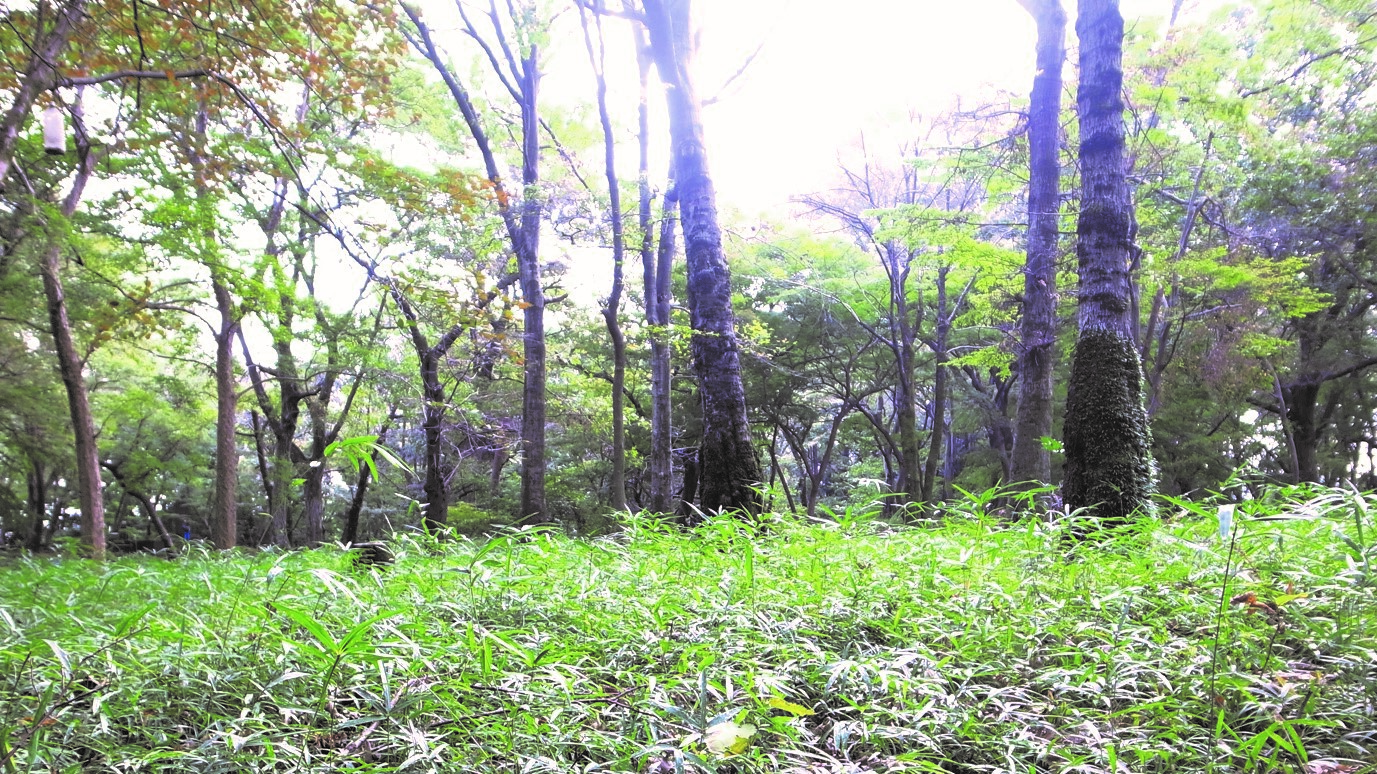 私と 井の頭公園 ｜その1「二度助けてくれた井の頭公園」 川井信良