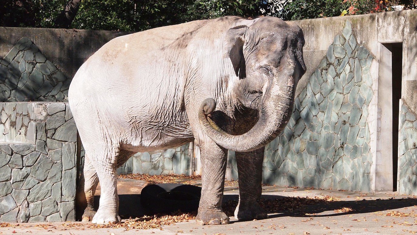 井の頭自然文化園の動物たちと飼育員｜その7「アジアゾウと宮路良一さん」