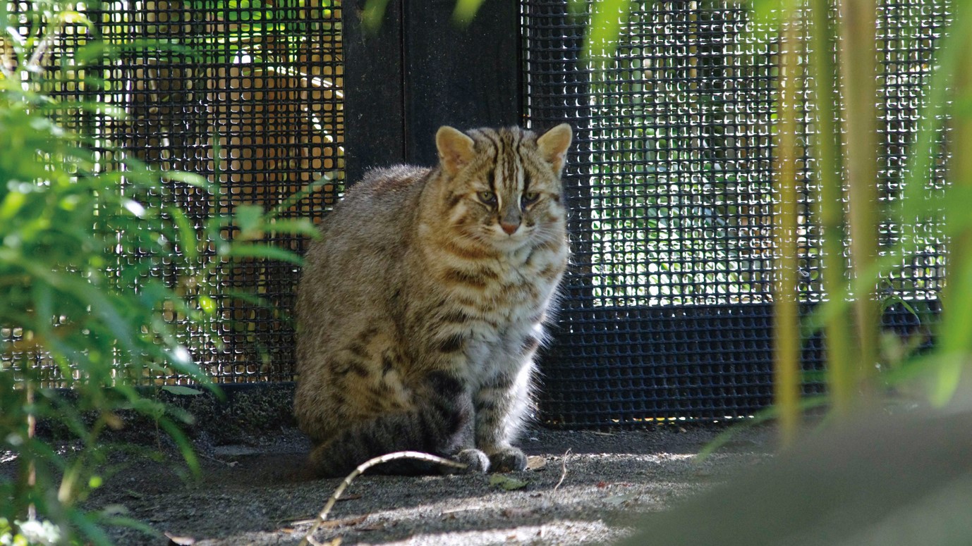 井の頭自然文化園の動物たちと飼育員｜その8「ツシマヤマネコと唐沢瑞樹さん」