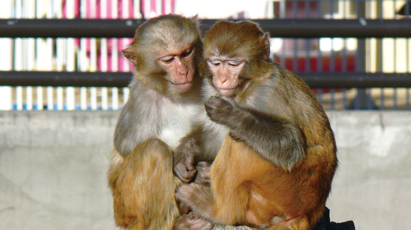 井の頭自然文化園の動物たちと飼育員｜その9「アカゲザルと久保田夕紀子さん」