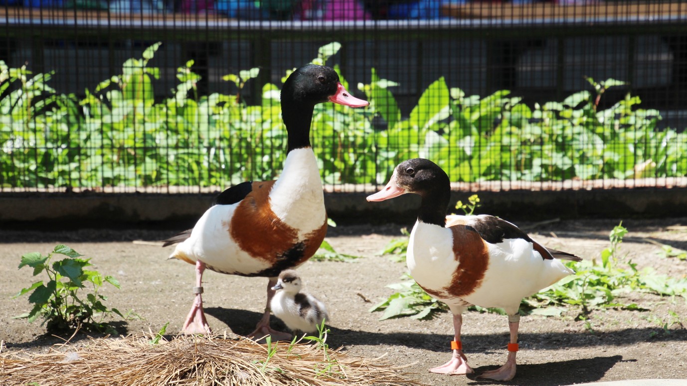 井の頭自然文化園の動物たちと飼育員｜その15「ツクシガモと東條裕子さん」