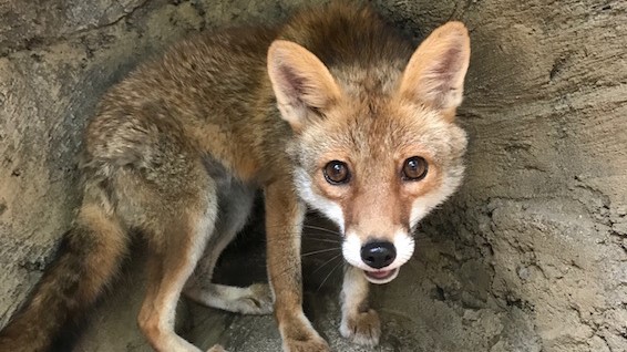 井の頭自然文化園の動物たちと飼育員｜その16「ホンドギツネと森翔生さん」