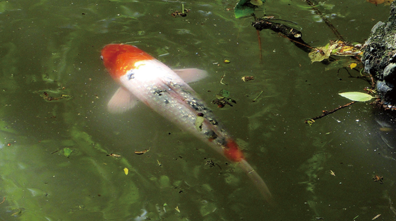 井の頭公園の生き物たち｜第12回「コイ」