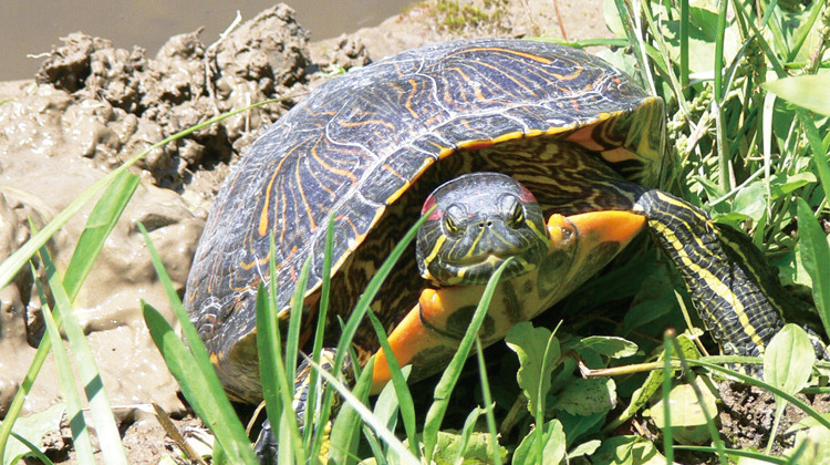 井の頭公園の生き物たち｜第14回「ミシシッピアカミミガメ」