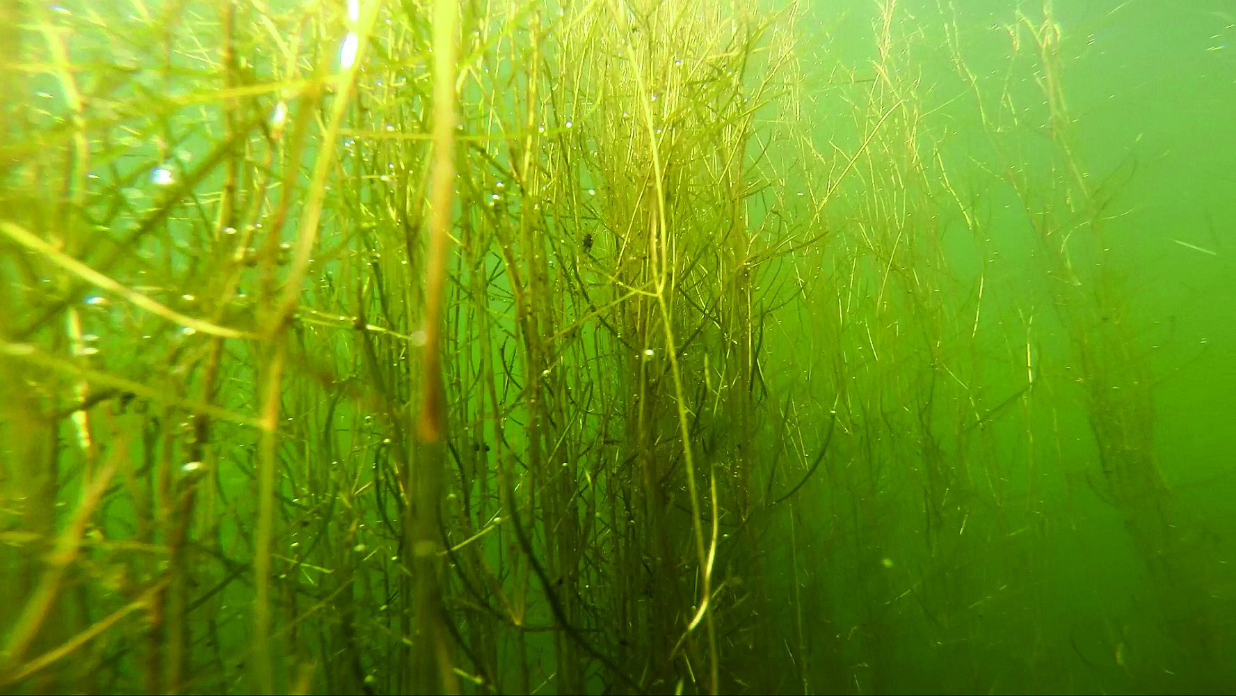 井の頭公園の生き物たち｜第18回「水草」