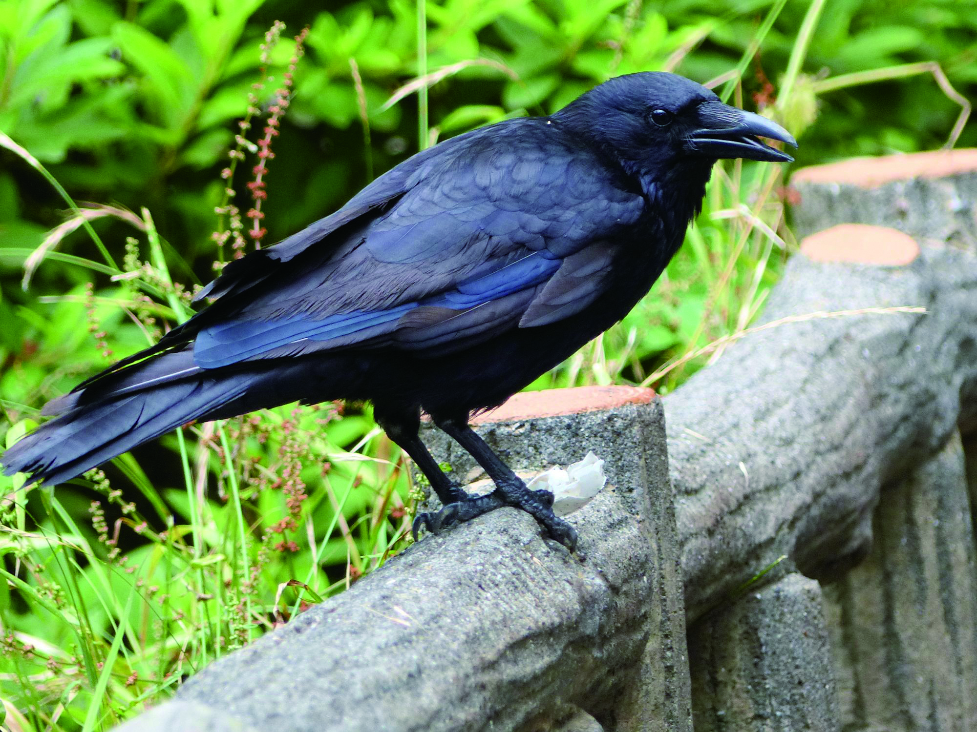 井の頭公園の生き物たち 第24回 カラス 株式会社文伸 ぶんしん出版