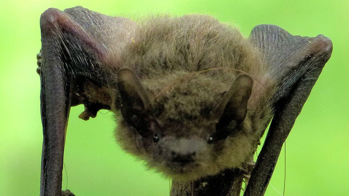 井の頭公園の生き物たち｜第36回「アブラコウモリ」